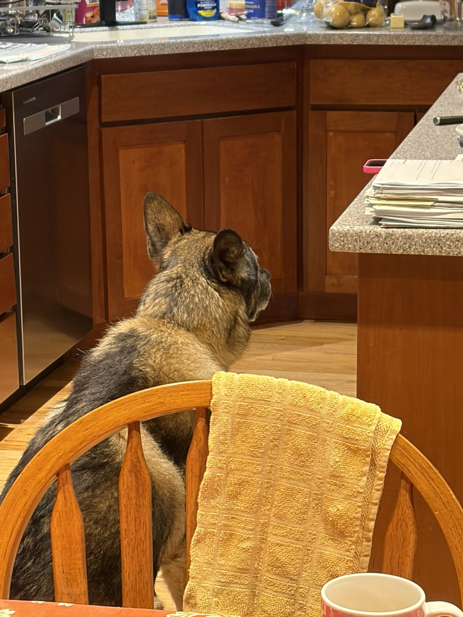 On alert in case anyone needs my kitchen assistance