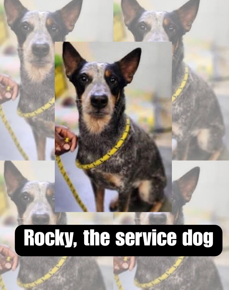 🚨 Police Say She Beat Her Own Service Dog 🚨

(Update from November 2023 — Boston Common)

📍 Boston, MA — Boston Common
👤 Jasmine Velasquez of Boston
🐶 Officers say they heard a dog screaming near the park
👀 Witnesses say she punched, kicked, and struck her service dog with