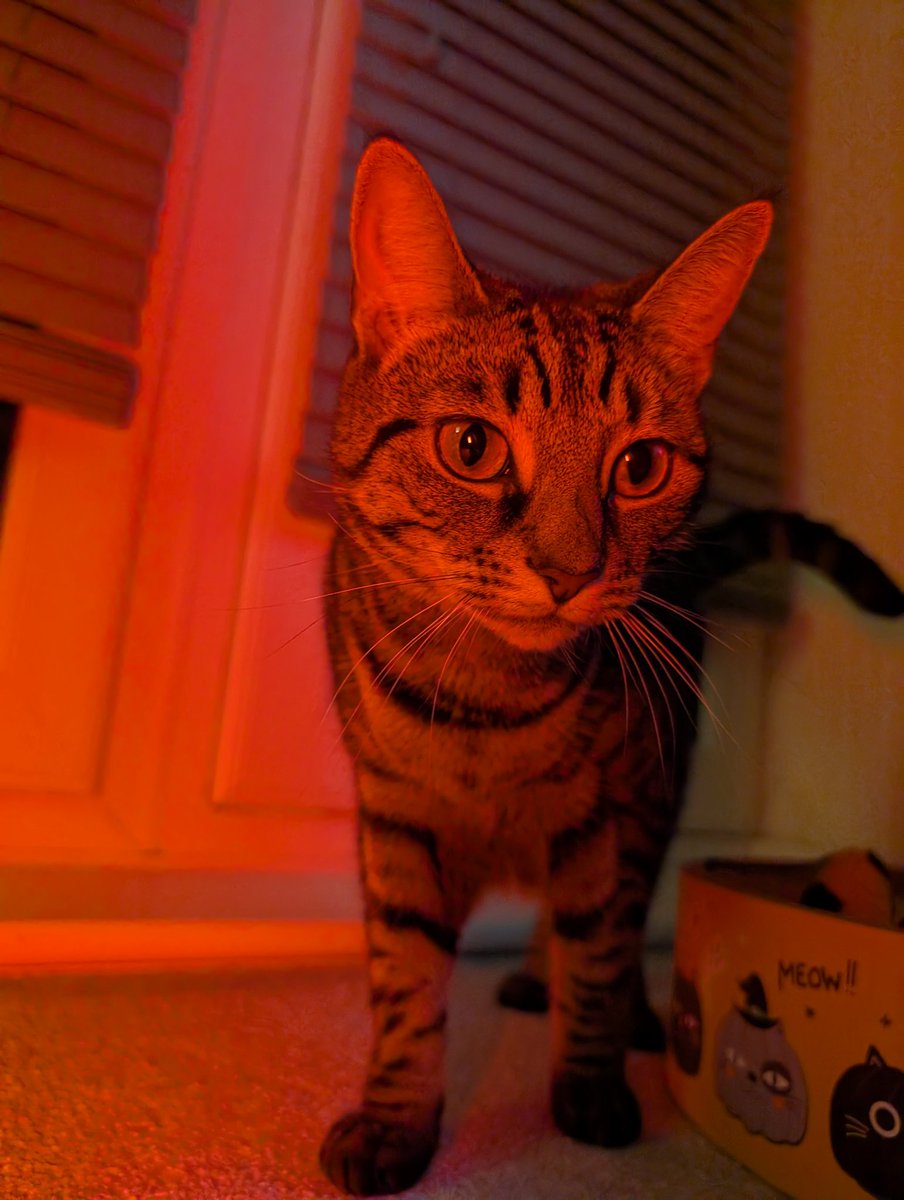 Rudi is ready for the Stranger Things binge