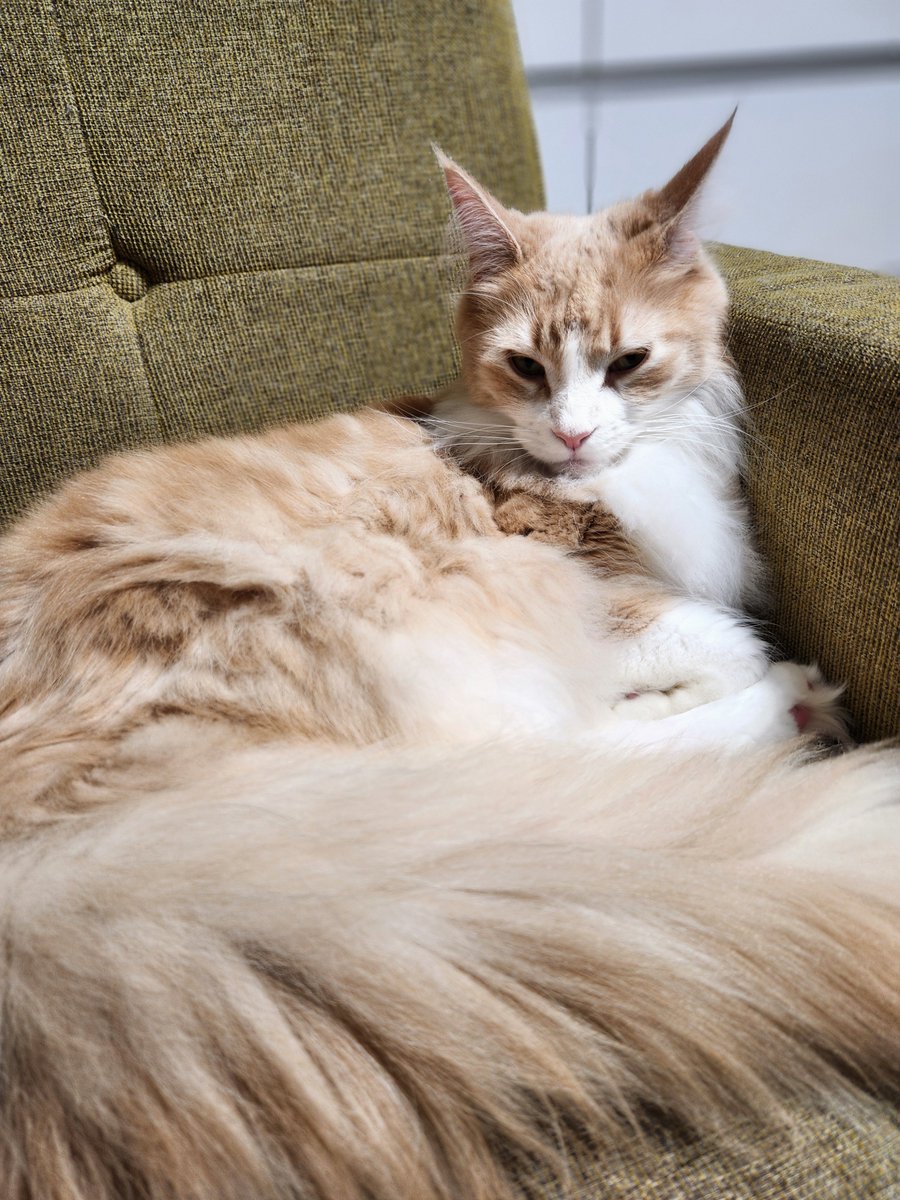 おはようございます☀
飼い主がトースト焦がしたせいで、ただいま全窓フルオープン…🍞
寒いから今日はニャルソックお休みします🐱🛋️
#メインクーン #猫のいる暮らし #猫好きさんと繋がりたい