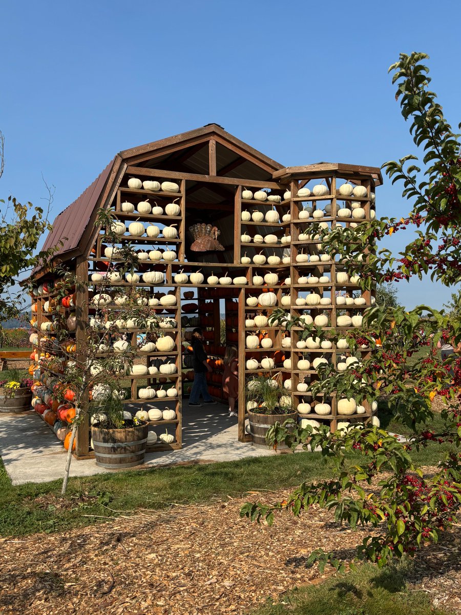 Monika62611's tweet image. A sunny day at Stocker Farms in Seattle,
grateful to catch the light and wander for a while.
#SeattleDays #FarmEscape #ChasingSunlight