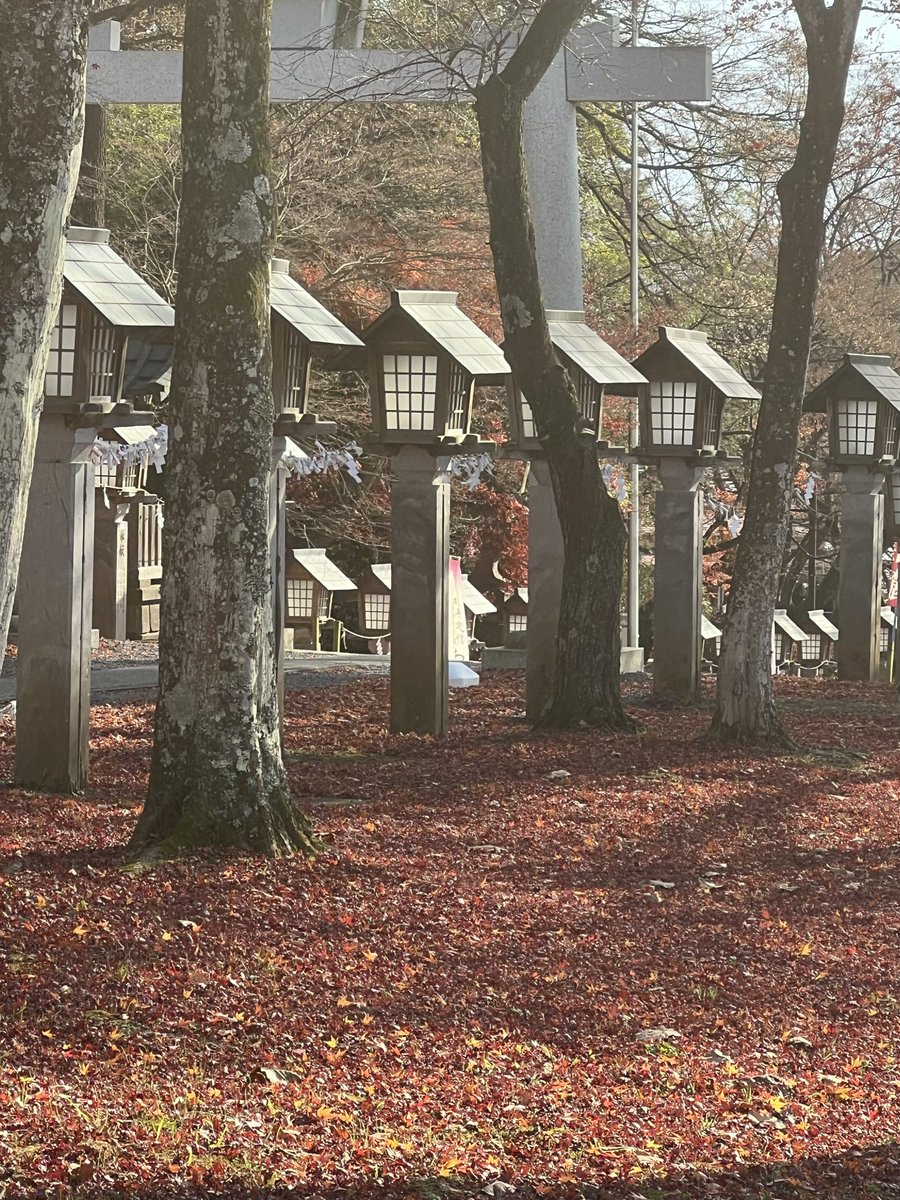 さぼてん (@hrsgjktdv) / Posts / X