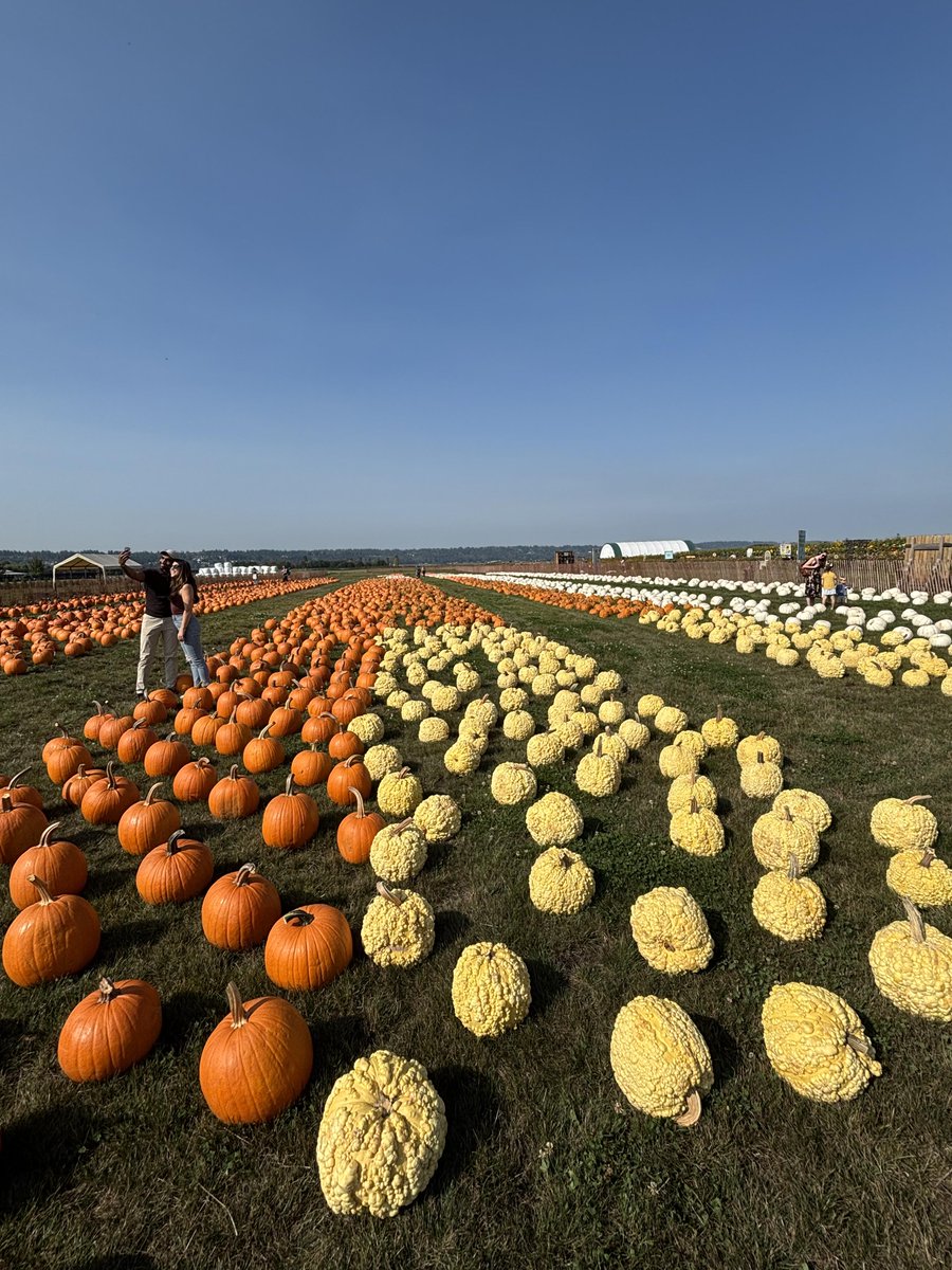 Monika62611's tweet image. A sunny day at Stocker Farms in Seattle,
grateful to catch the light and wander for a while.
#SeattleDays #FarmEscape #ChasingSunlight