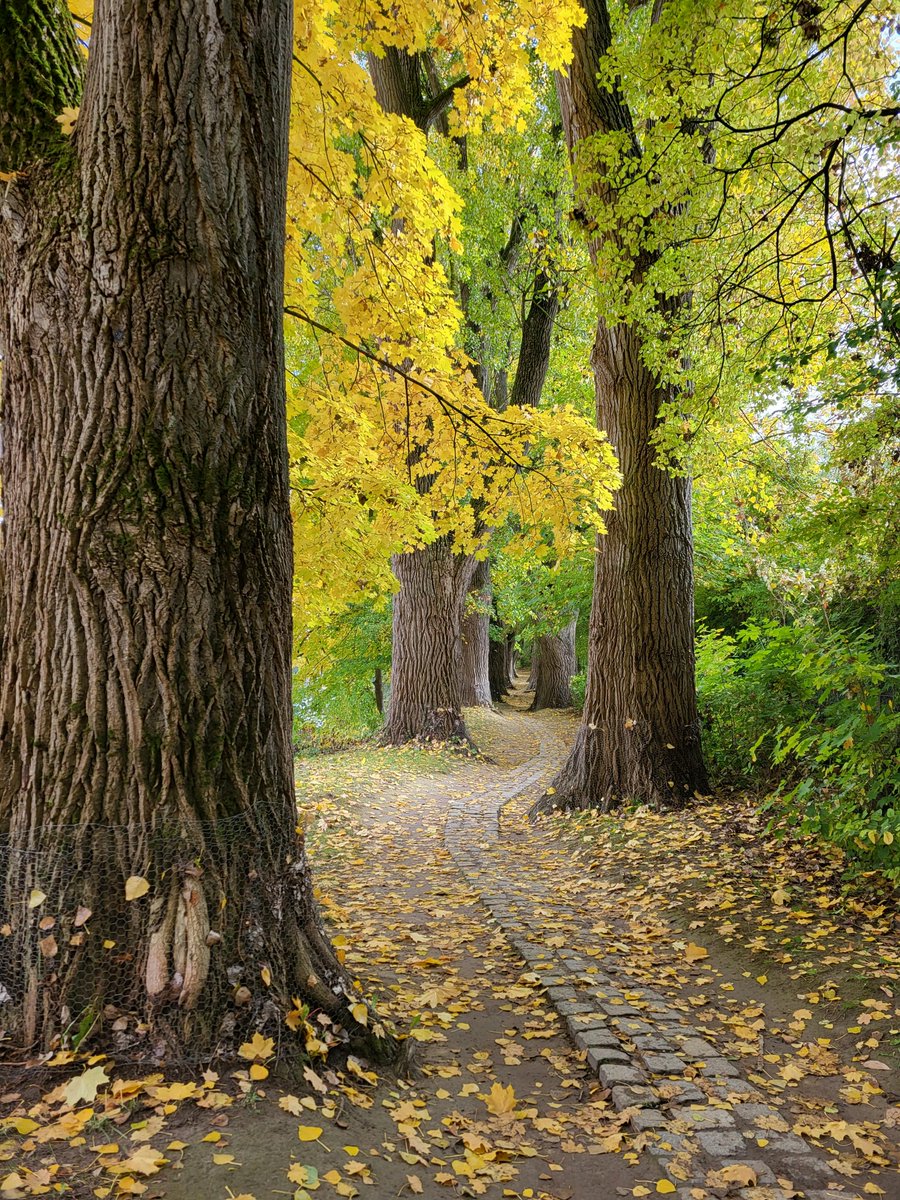 purenature_1's tweet image. Autumn colours 🍁🍂🍃🌼 #fall #vibes