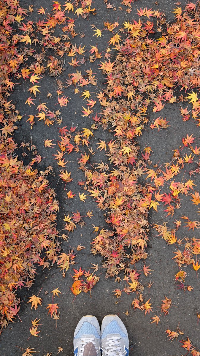 gakogako76113's tweet image. おはようございます🍁

◆昨日したこと
⭕執筆

◆今日すること
✅執筆
✅考察

今月は旦那氏の仕事が忙しく土日もほぼ不在。寂しくはない。ないんだけど、11月は誕生日weekならぬ、誕生日monthのはずだった。
…さては逃げたな？
#Webライター #書人百花 #おは戦71128