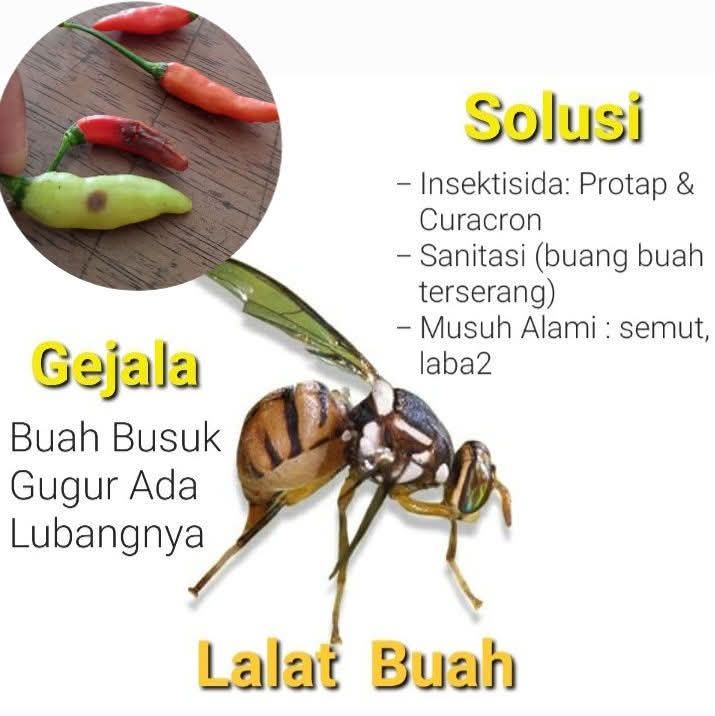 Excel_Dee's tweet image. LALAT BUAH PADA CABAI – PENJELASAN &amp;amp; PENGENDALIAN PALING AKURAT
Lalat buah (Bactrocera spp.) adalah salah satu hama utama pada tanaman cabai. Hama ini menyerang dengan menusukkan alat peletak telur (ovipositor) ke buah lalu meletakkan telur di dalamnya. Telur menetas menjadi…