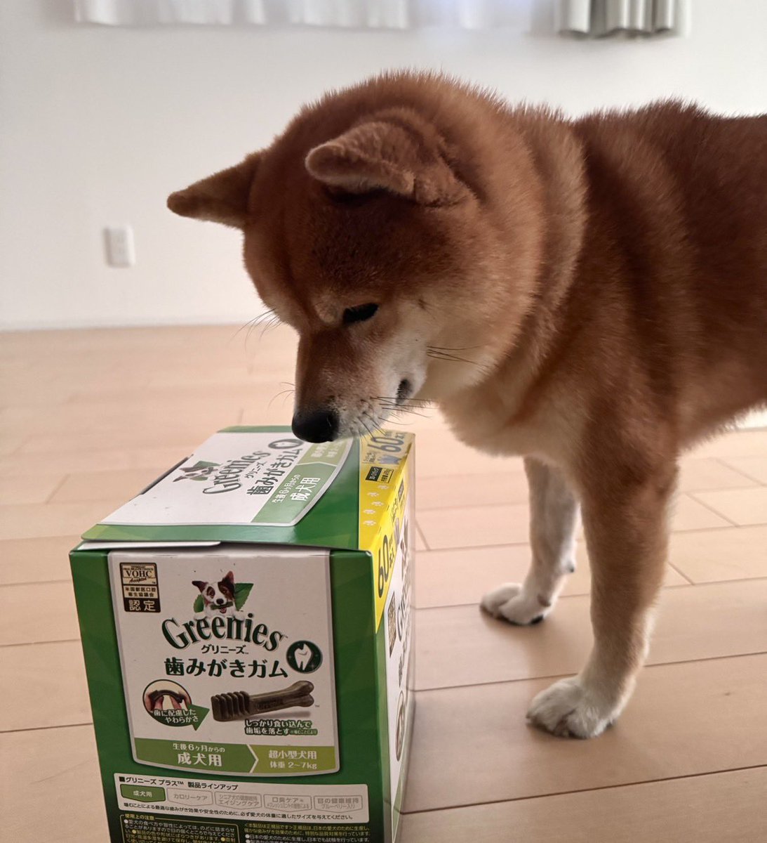 豆柴たわしくん (@tawashi429) / Posts / X