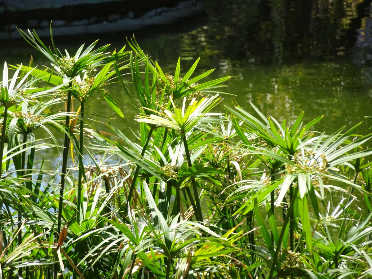 ferchinchin's tweet image. ❝Study NATURE, love nature, stay close to nature. It will never fail you❞.
⭐  Frank Lloyd Wright

 🌿  𝐶𝑦𝑝𝑒𝑟𝑢𝑠 𝑎𝑙𝑡𝑒𝑟𝑛𝑖𝑓𝑜𝑙𝑖𝑢𝑠 L. ➤ 𝙲𝚈𝙿𝙴𝚁𝙰𝙲𝙴𝙰𝙴.
#Cyperus #Wright