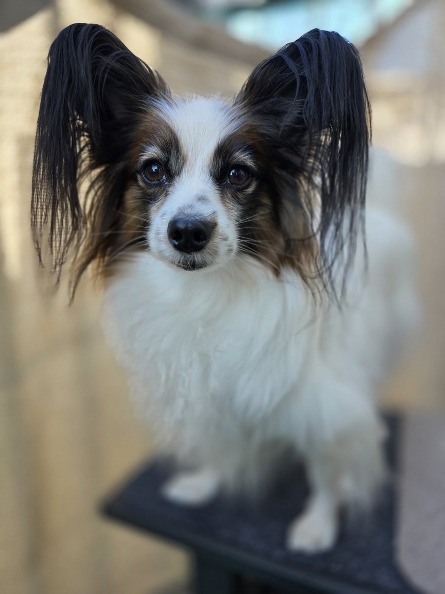 パピヨン様 パピヨン