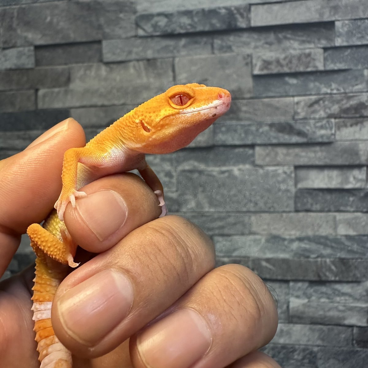 chappi_python's tweet image. タンジェリン系って撮るのムズいなと再認識😅
実際の色合いはもっと綺麗なのにな〜🤔
それにしてもタンジェリン系のベルアルビノの目カッコ良い