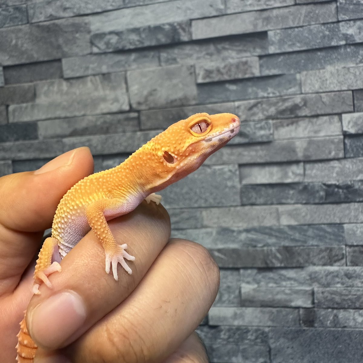 chappi_python's tweet image. タンジェリン系って撮るのムズいなと再認識😅
実際の色合いはもっと綺麗なのにな〜🤔
それにしてもタンジェリン系のベルアルビノの目カッコ良い