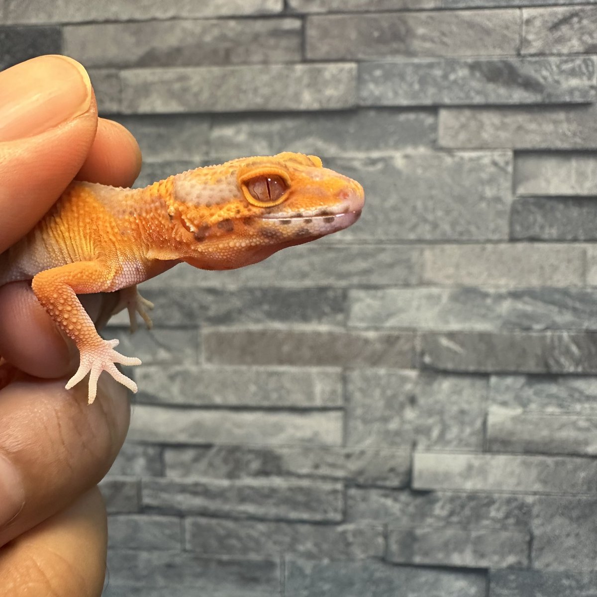 chappi_python's tweet image. タンジェリン系って撮るのムズいなと再認識😅
実際の色合いはもっと綺麗なのにな〜🤔
それにしてもタンジェリン系のベルアルビノの目カッコ良い