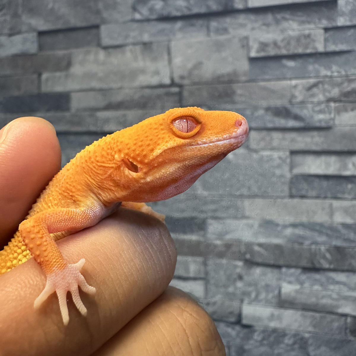 chappi_python's tweet image. タンジェリン系って撮るのムズいなと再認識😅
実際の色合いはもっと綺麗なのにな〜🤔
それにしてもタンジェリン系のベルアルビノの目カッコ良い