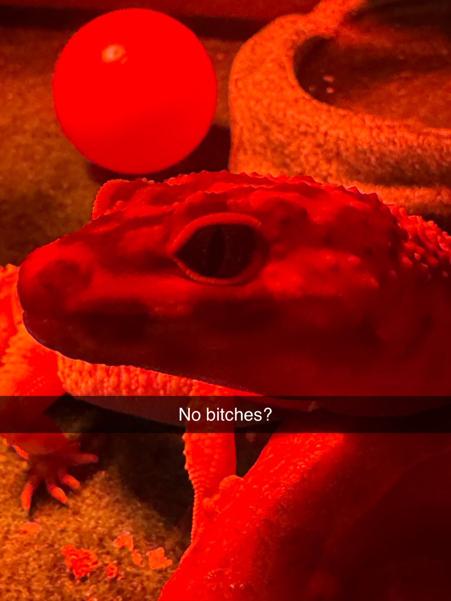 PewOrPew's tweet image. Bet! Here’s a small peek peak since you followed. This is Geck, pronounced with a very violent German accent like “GYYYECHH” :)