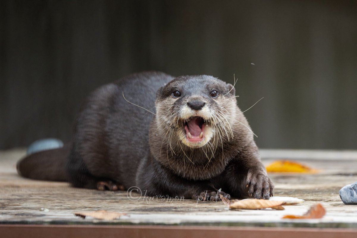魚うめぇぇぇ！ だ、そうです😊 #コツメカワウソ #市川市動植物園