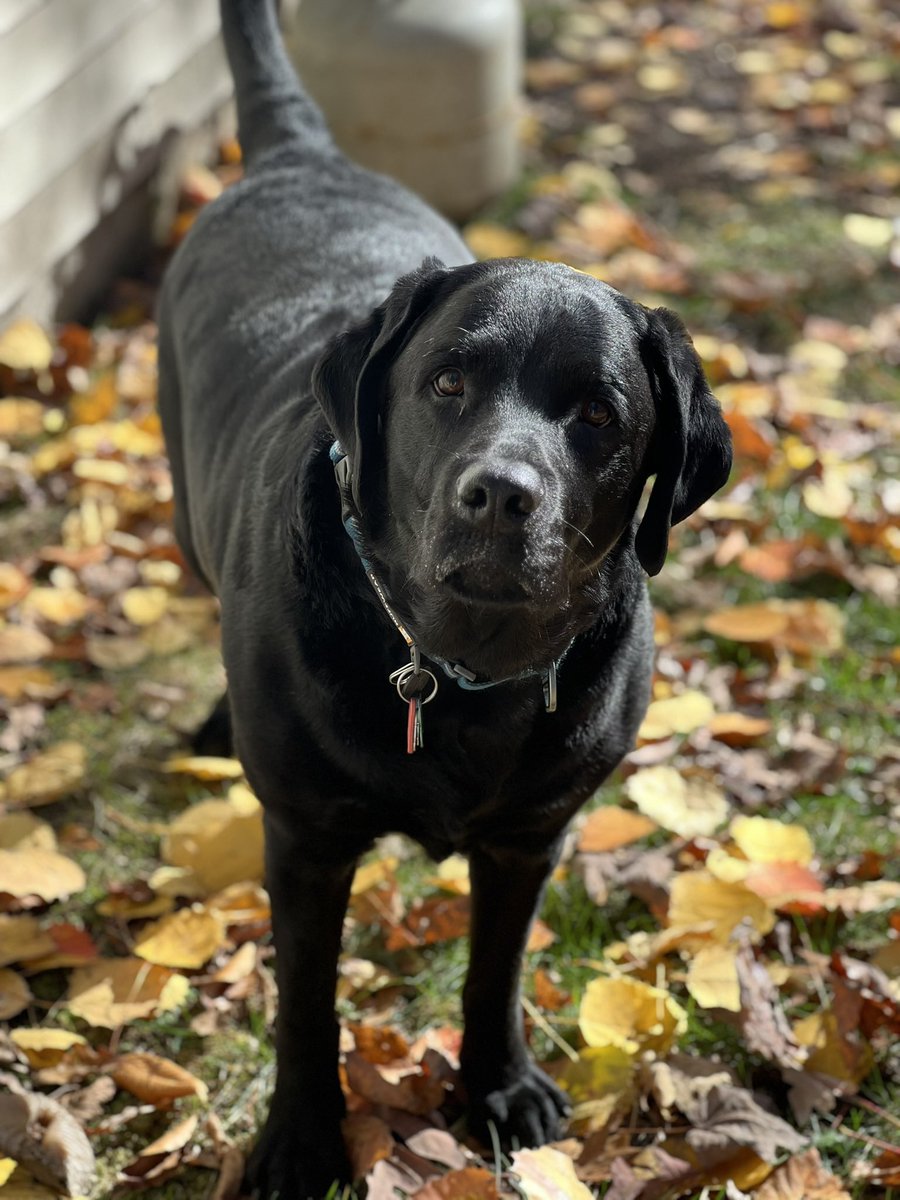 Happy Thanksturkey Day to all my pals. I’ve had some hooligan moments today just to stay in shape! #hooligansquad