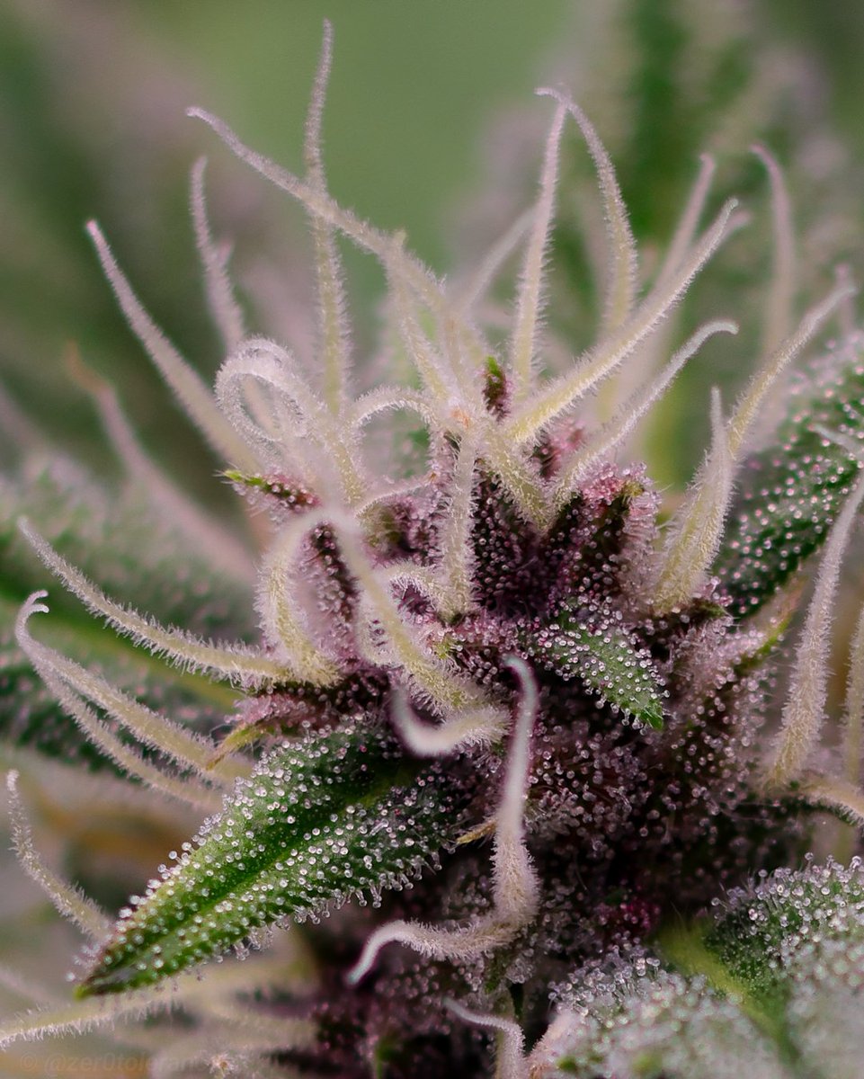 Happy Turkey Day 🦃🍗🦃