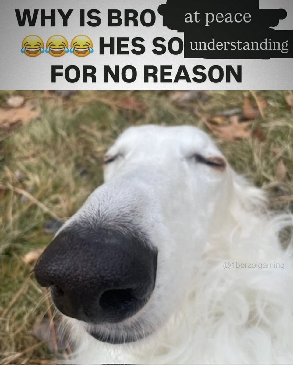 1borzoigaming's tweet image. #borzoi #borzoitwt