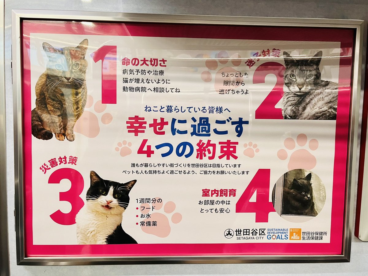 ♥鼠ちゃんとボロくたにゃん♥(*´艸｀*)里親様募集♥(*´艸｀*)ネズミ