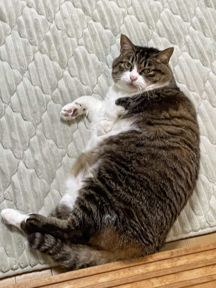 mibon226015641's tweet image. おはようございます。
2025/11/28気温12℃湿度51%
6:48琵琶湖の朝空🌞
TV体操を始めると横に来てゴロンする猫くん🐈
おいらを構えってかい😄
朝ドラばけばけで流れる画像
ヒロインの鼻緒の色が右と左で赤と黒の色違いに見えるのが気になってます。
金曜日、皆さん良い日に❣️
#あさそら #びわこ #ねこ