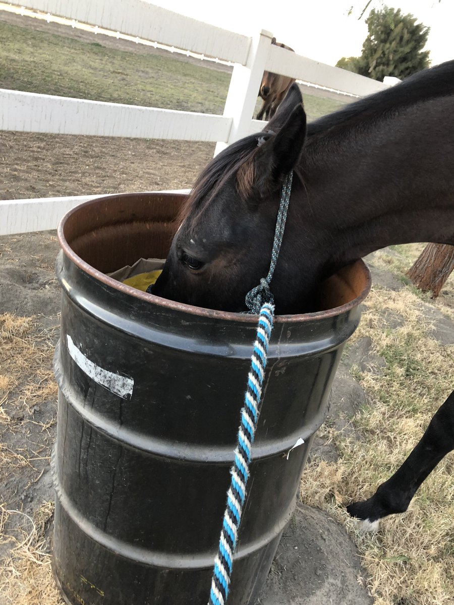 GloriousAllianc's tweet image. K: Nileist! How many times have I said, do not sift through the garbage?
Nileist: #NileistLifestyle