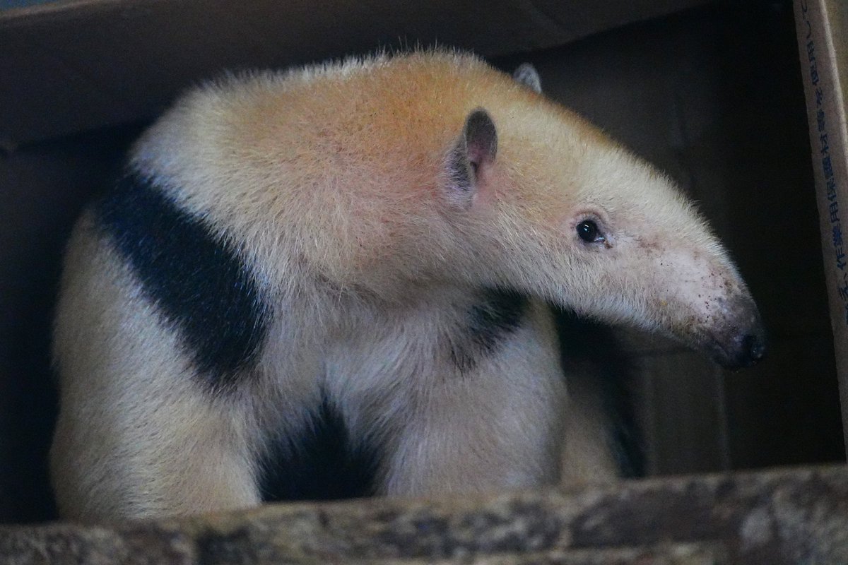 大幅値下げ‼️【希少】ミナミコアリクイの剥製　美品 大幅値下げ‼️【希少】ミナミコアリクイの剥製 美品 大幅値下げ‼️【超