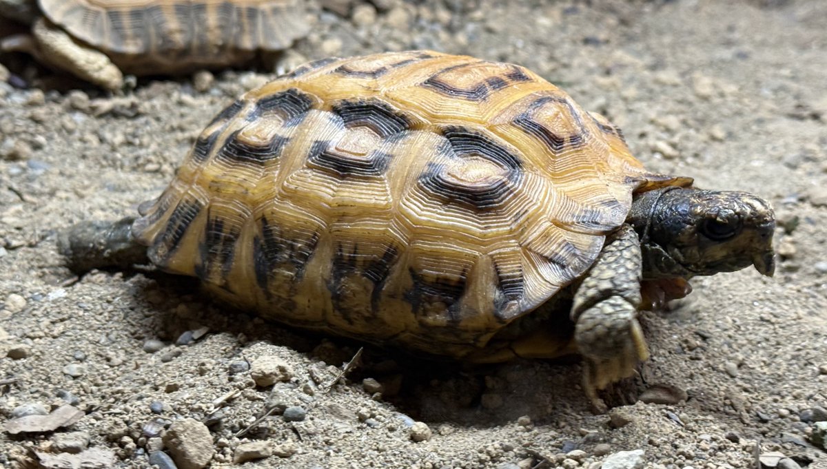 BUYEE公式アカウント15様 白ひげ BUYEE公式アカウント15様 白ひげ