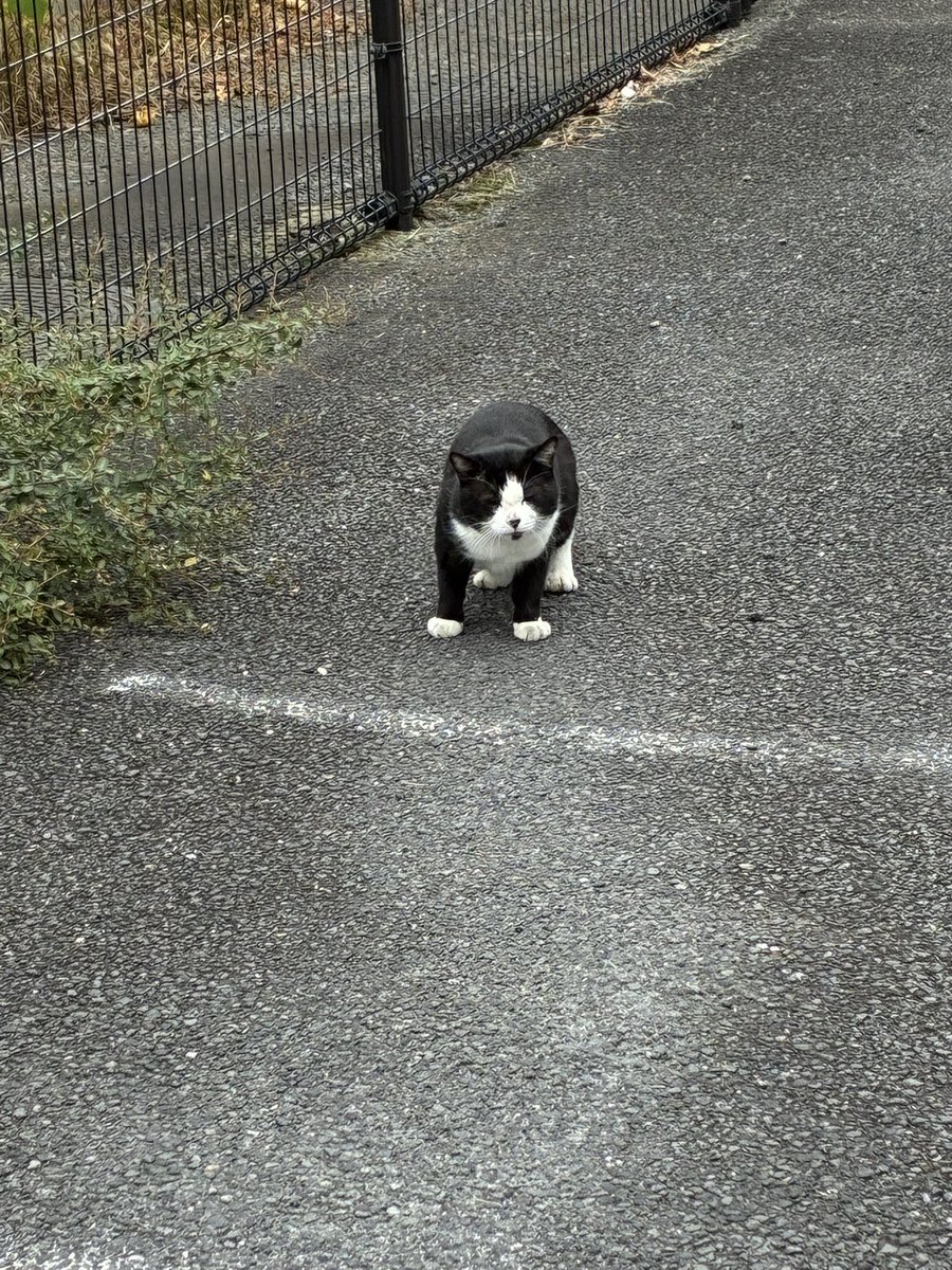 猫にメチャクチャ睨まれました🐈‍⬛
通り過ぎただけなのに🥺
#glm写真館 
 #glm795