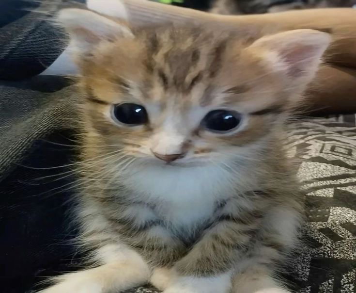 tirei umas fotinhas tao lindas hj