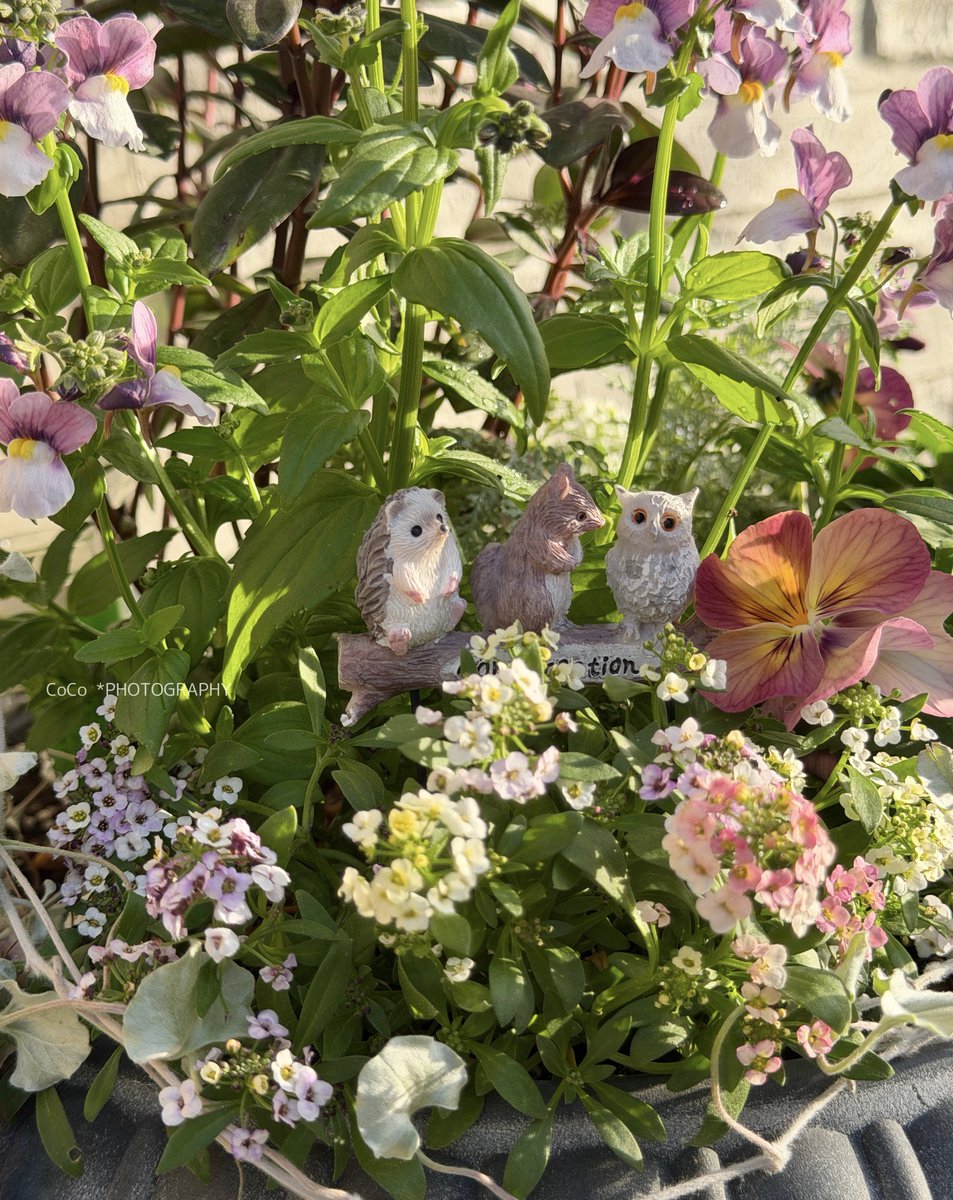 39coco39coco's tweet image. おはよう！！
キンキンキラキラ金曜日☀️

#アリッサム が成長中🌸
花言葉「優美」「美しさを超えた価値」

リスさんたちの朝の集会🐿️
アジェンダは根──
「努力した時間は、ちゃんと花になるね。」
「ほら〜、根っこ育てないと綺麗に咲かないよ？」

今日も良い一日でありますように🌈

#ガーデニング