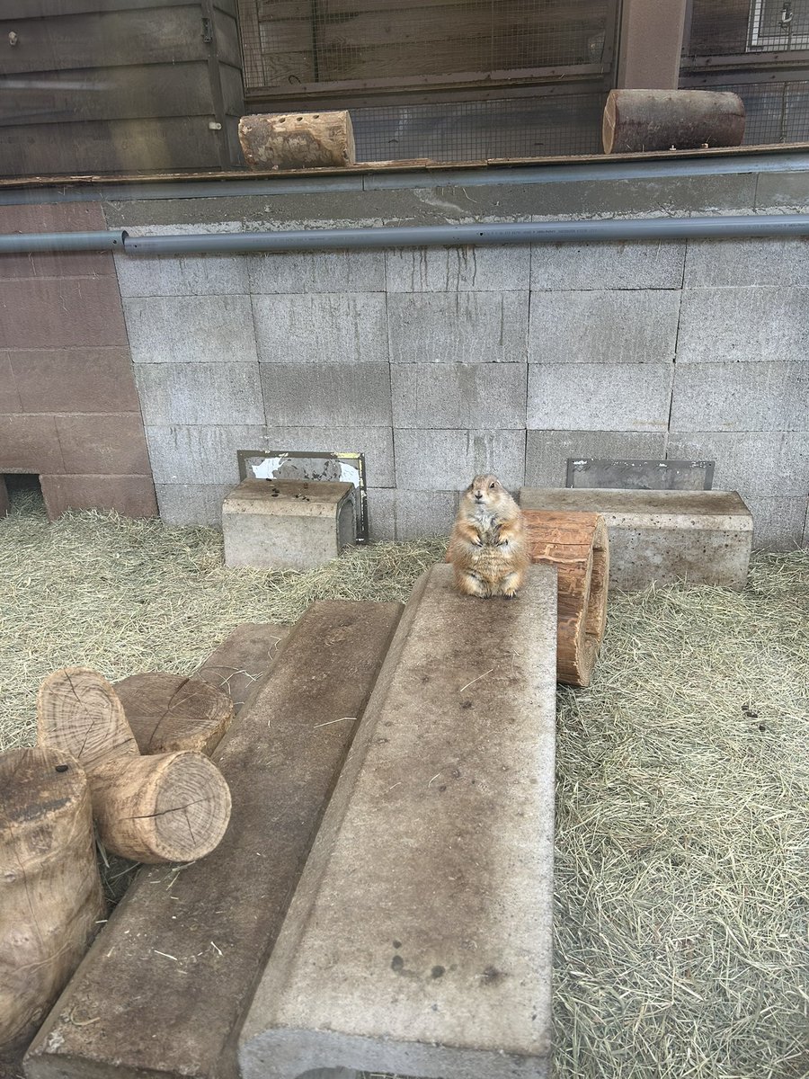 おはようございます！
今朝の須坂市動物園は雨が降っていましたが、日中は曇りの予報です☁️
暖かくしてお出かけください😃
プレーリードッグは早起きです👍

#須坂市
#須坂市動物園
#プレーリードッグ