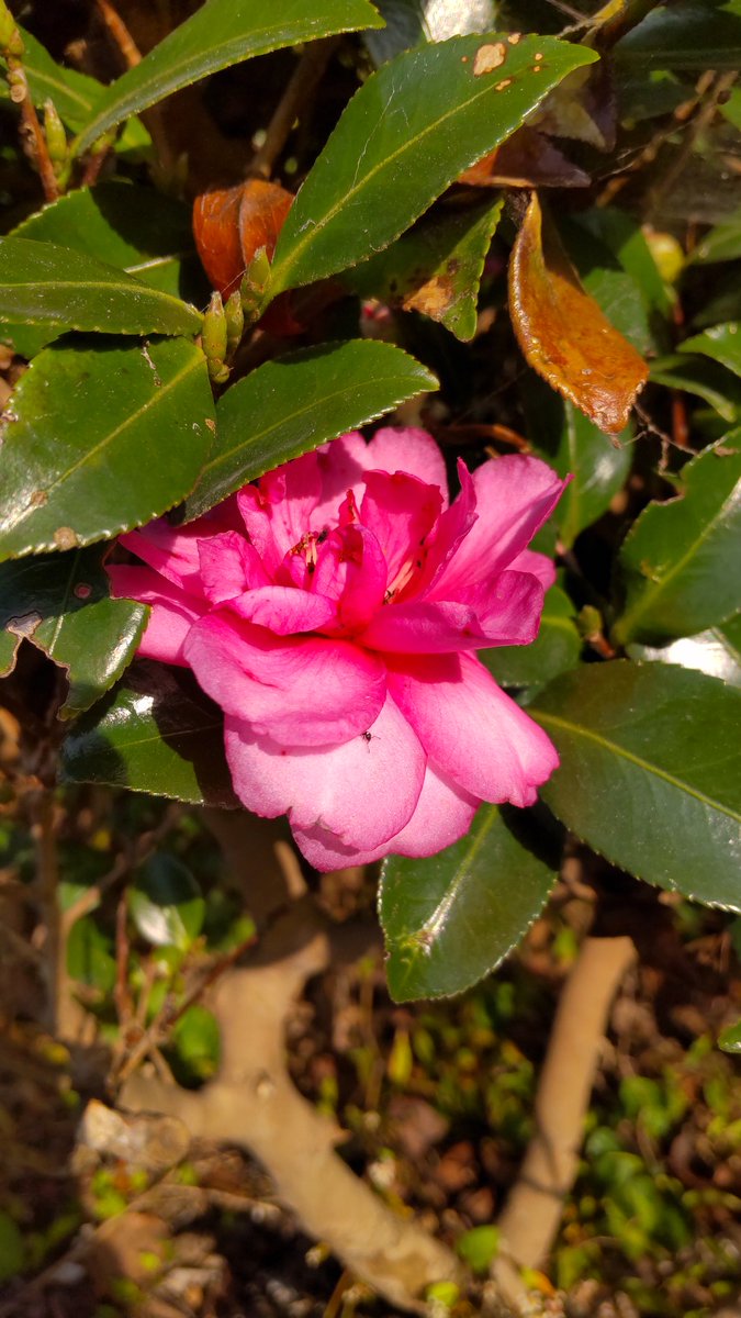 おはようございます。