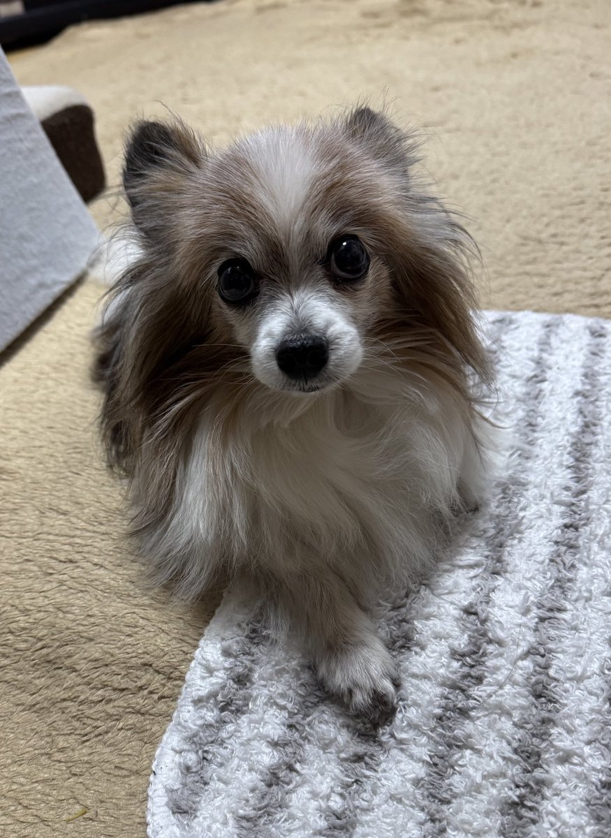 昨日は下痢&amp;嘔吐🐶💦
で急遽病院へ🏥
病気が悪化したのかと不安でしたが
寒暖差のせいだったみたい😮‍💨
点滴をしてもらいました
朝はご飯に興味なし😭

　↓両手を合わせてる🐾😆