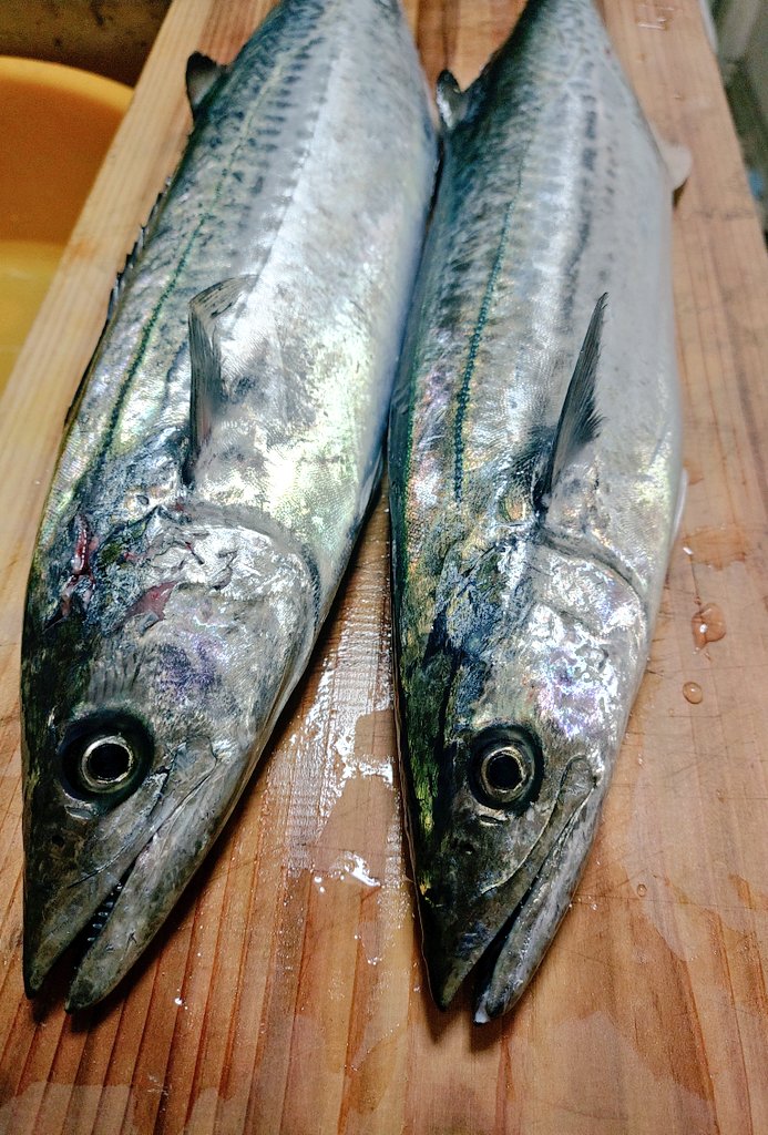 毎日サゴシが食える生活、より長く続きますように！