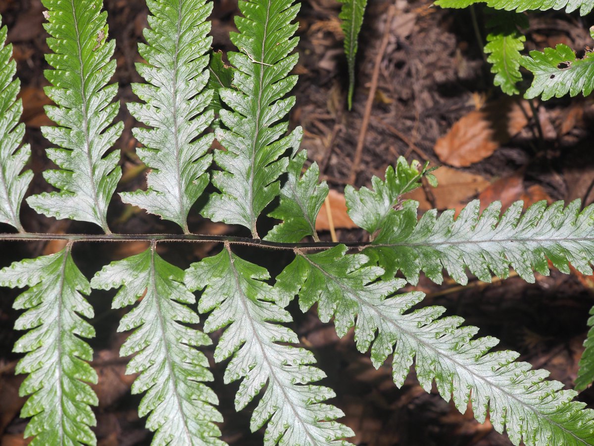 KwVLlvvwW8IeQx0's tweet image. フモトシダ