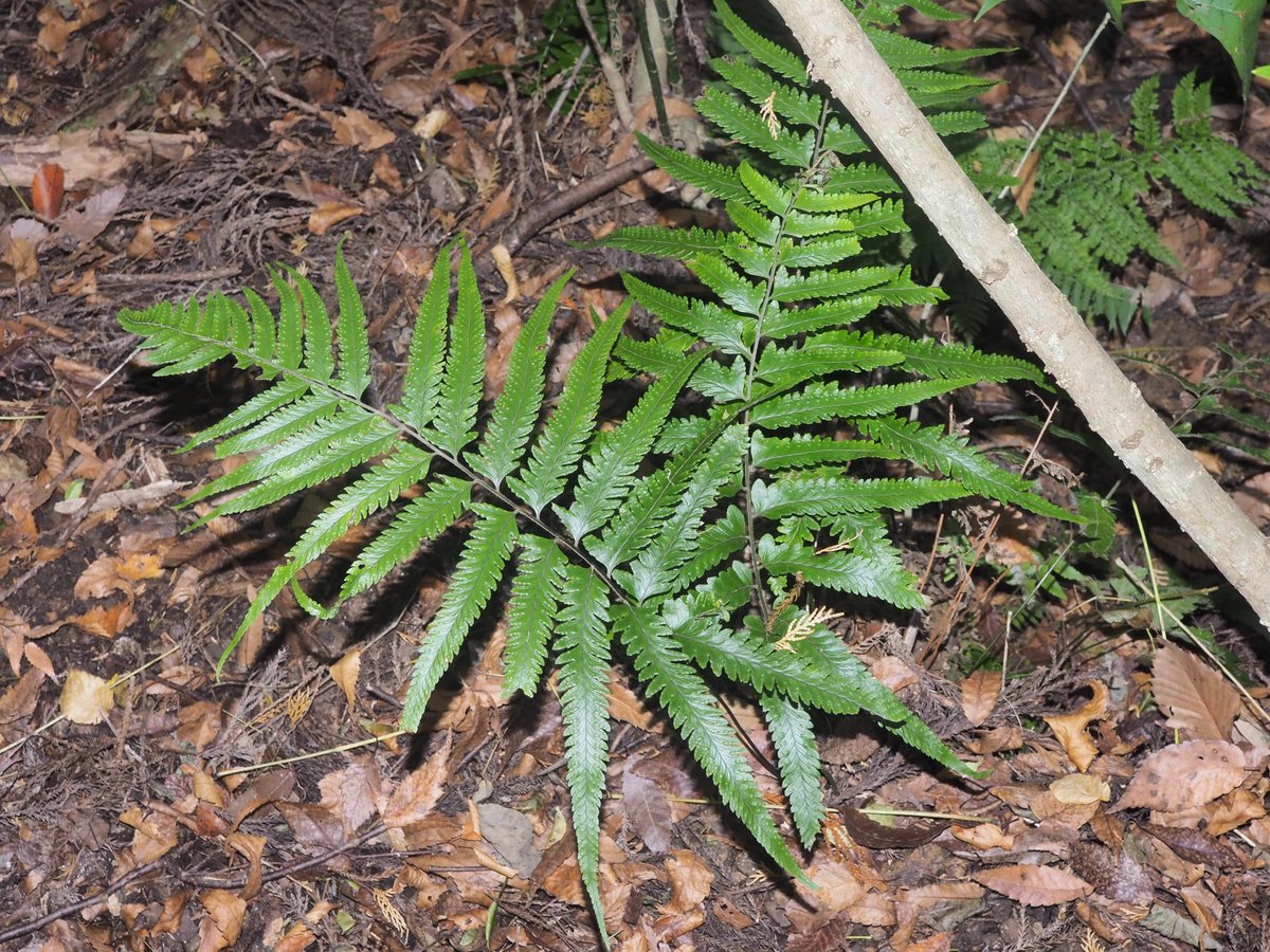 KwVLlvvwW8IeQx0's tweet image. フモトシダ