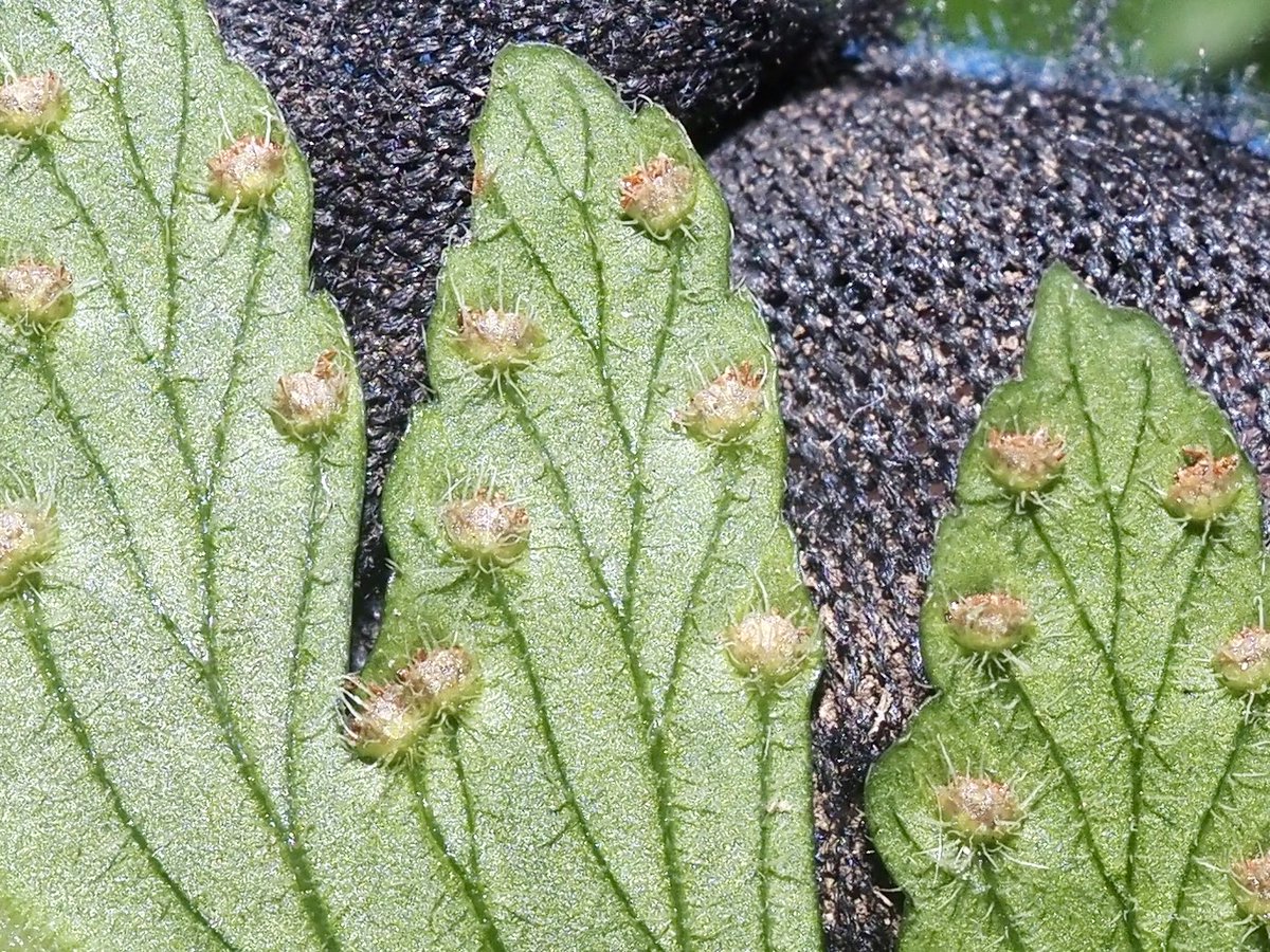 KwVLlvvwW8IeQx0's tweet image. フモトシダ