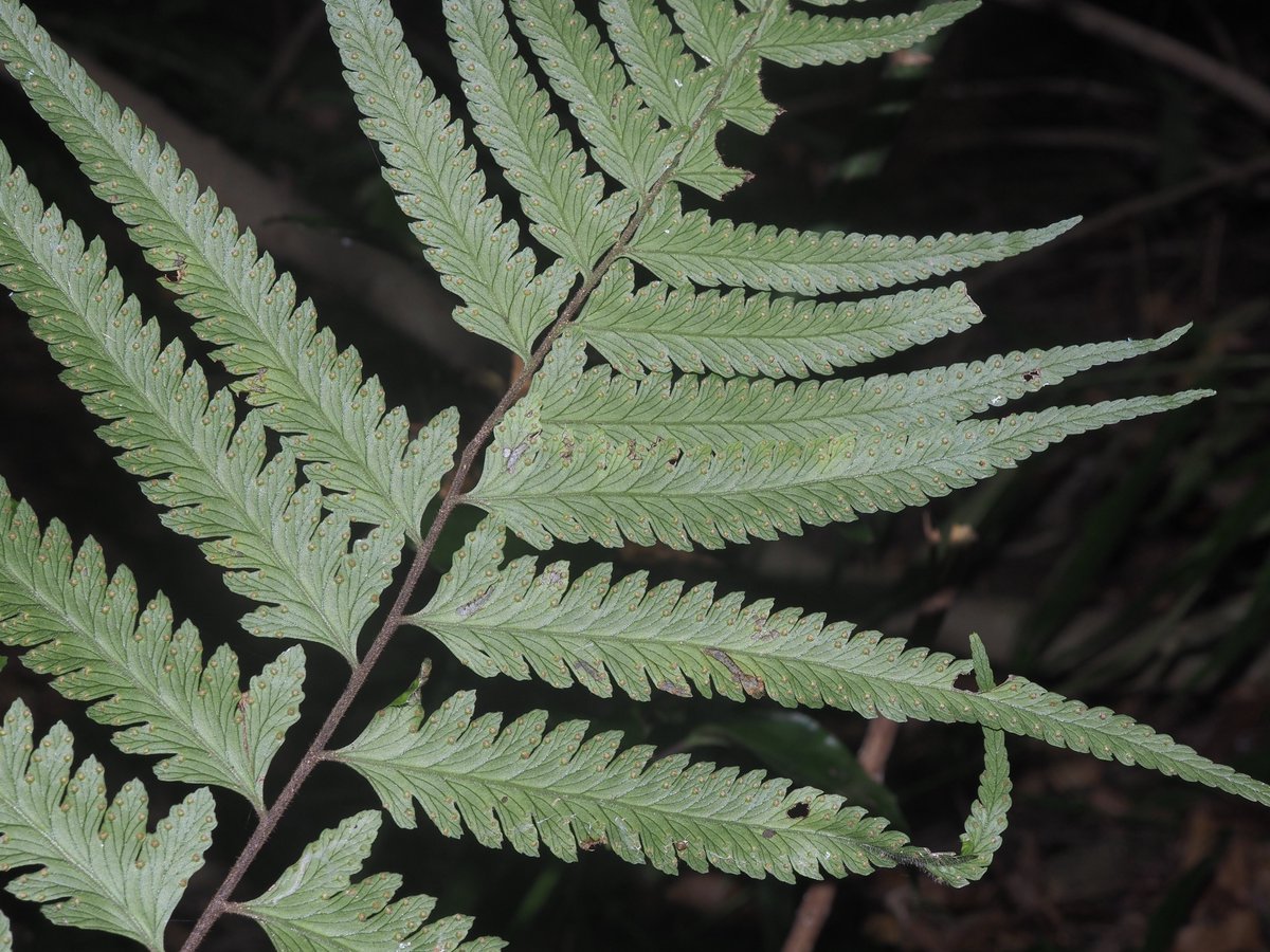 KwVLlvvwW8IeQx0's tweet image. フモトシダ