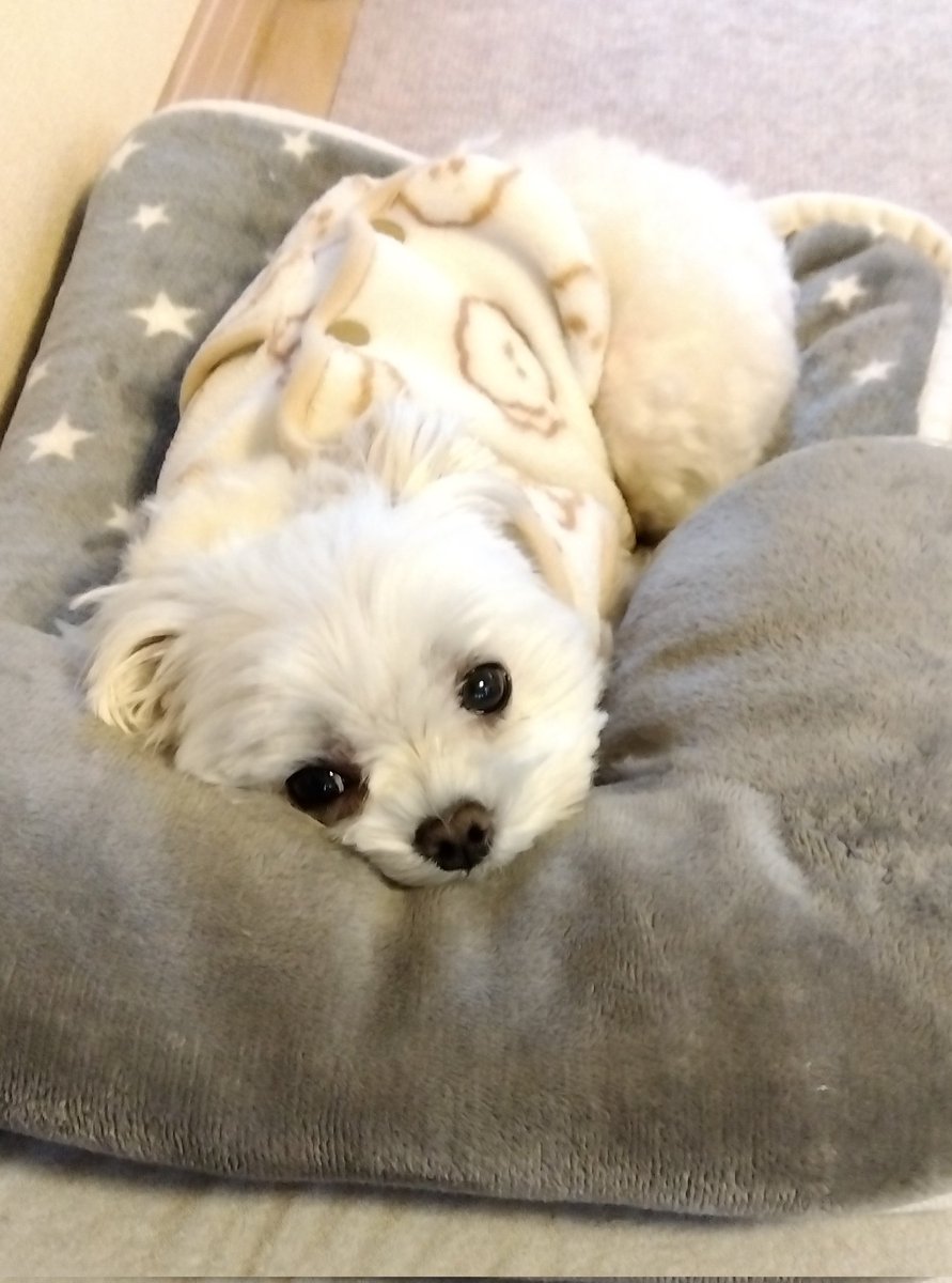 きなこ (@kina0531) / Posts / X