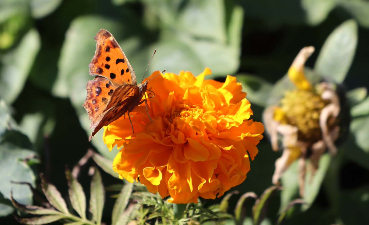 マリーゴールドの花とキタテハ。同じような元気な色。
#TLを花でいっぱいにしよう