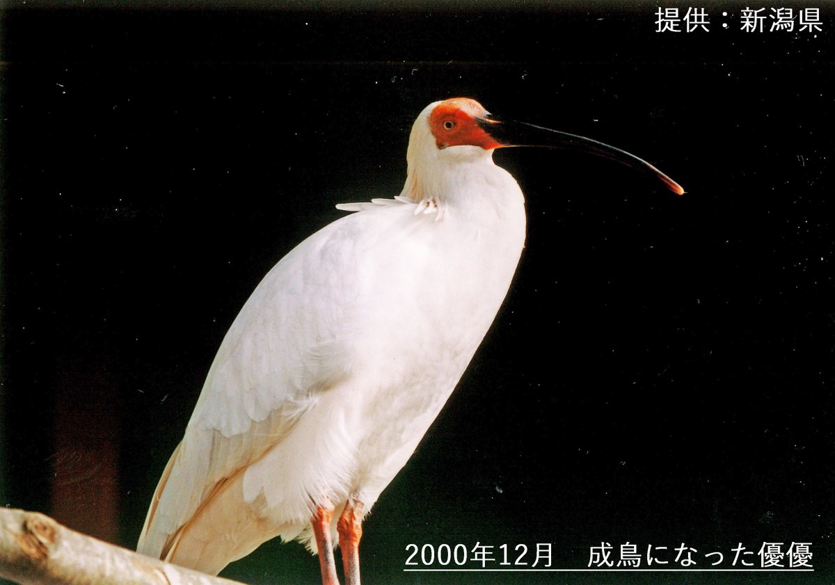 【佐渡トキ保護センターで飼育していたトキ（優優）の死亡について】

2025年11月24日 午後３時10分、トキの「優優（ユウユウ）」が26年の生涯を閉じました。
優優は、1999年に日本で初めて人工ふ化に成功し誕生したトキです。トキの野生復帰に明るい光をもたらし、日本中の皆さんに愛されました。