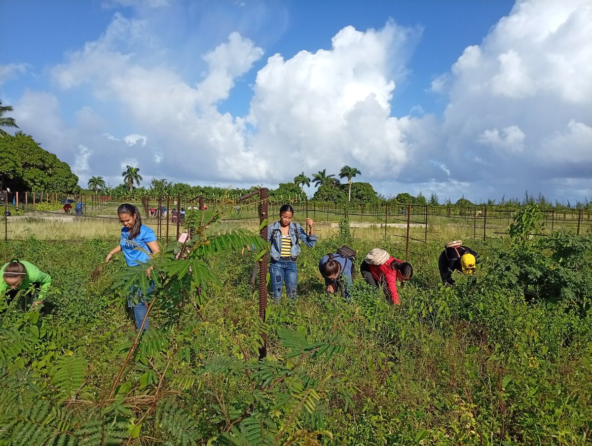 paz_ftejaspaz's tweet photo. Los estudiantes y profesores de la @UniversidadMoa se sumeron hoy a las actividades agrícolas en el proyecto Agrocupey. Con gran entusiasmo aportando a la soberanía alimentaria de nuestra universidad.@yurisley_valdes @AlmenaresReyes @AlietLam @PupoArlenys @CubaMES https://t.co/cApVvYUmKJ