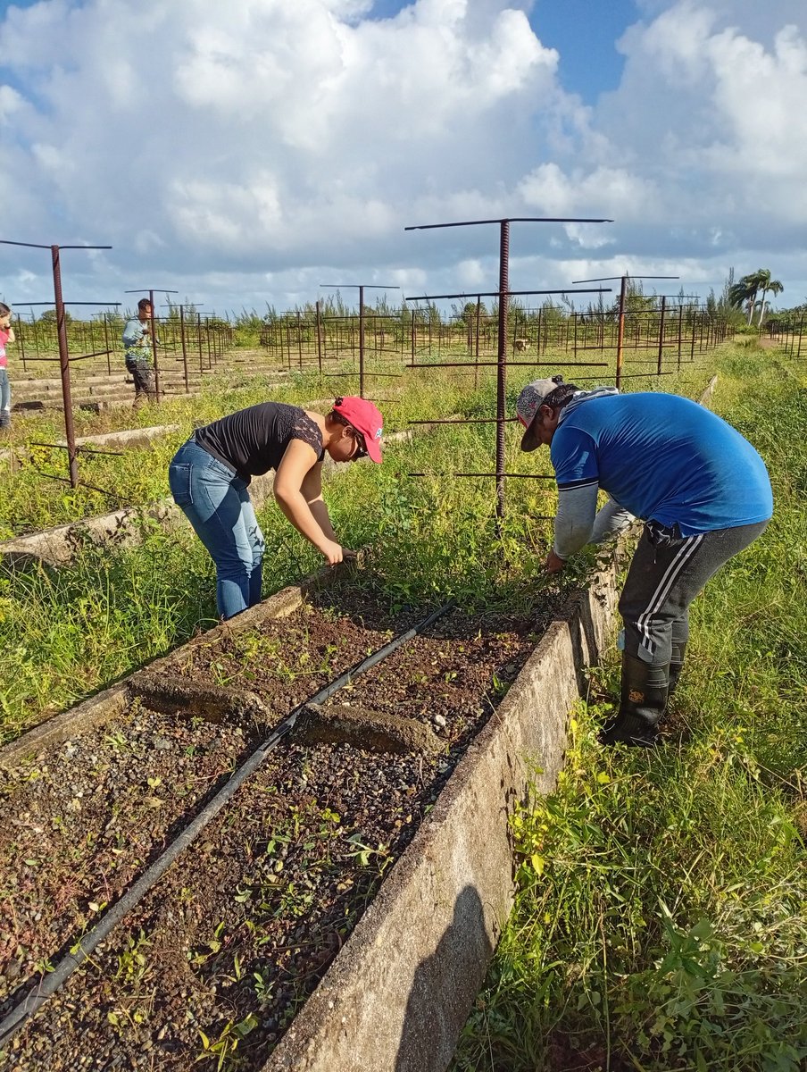 Los estudiantes y profesores de la <a href="/UniversidadMoa/">Universidad de Moa Dr. Antonio Núñez Jiménez</a> se sumeron hoy a las actividades agrícolas en el proyecto Agrocupey. Con gran entusiasmo aportando a la soberanía alimentaria de nuestra universidad.<a href="/yurisley_valdes/">Yurisley Valdes Mariño</a> <a href="/AlmenaresReyes/">Roger Samuel Almenares Reyes</a> <a href="/AlietLam/">Aliet Lamorú Reyes</a> <a href="/PupoArlenys/">Arlenys Carbonell Pupo</a> <a href="/CubaMES/">MES</a>