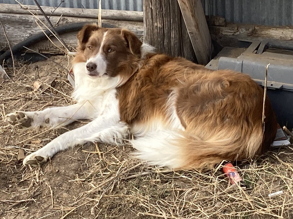 Bob is chillin’ on Thanksgiving
