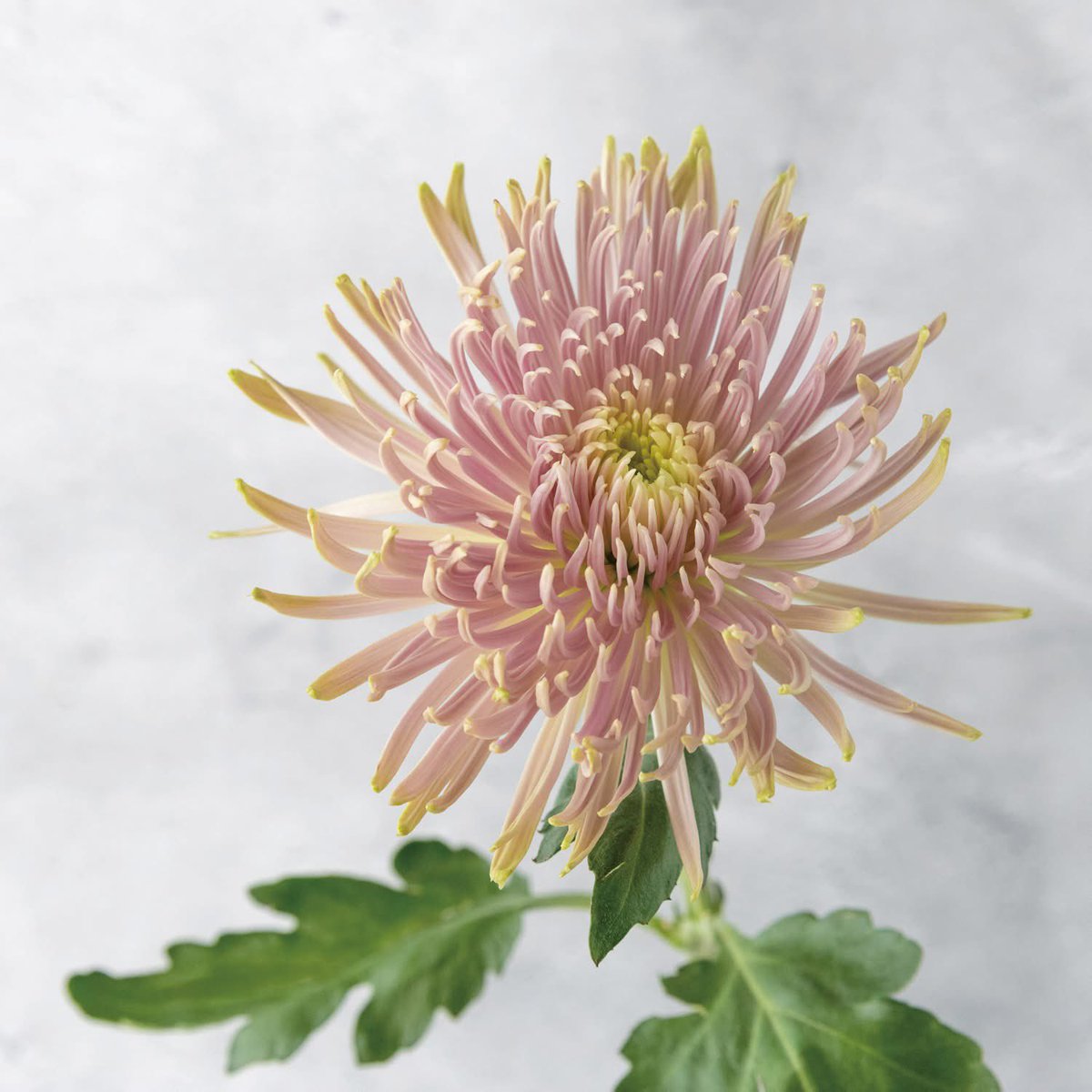 misakimatsui's tweet photo. 2026年お花のカレンダー BASEにて販売中です。 このお花が皆様の日々の生活に彩りを添えられますように💕
https://t.co/WLWUneX9JE 
#お花のカレンダー #カレンダー2026 #2026年カレンダー #生け花　#ikebana #菊 https://t.co/X7JDPN1R5T