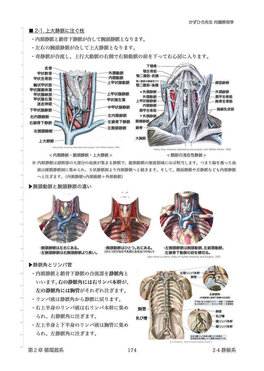 かずひろ解剖の最大の特徴はその図の美しさ 国試のための解剖学では