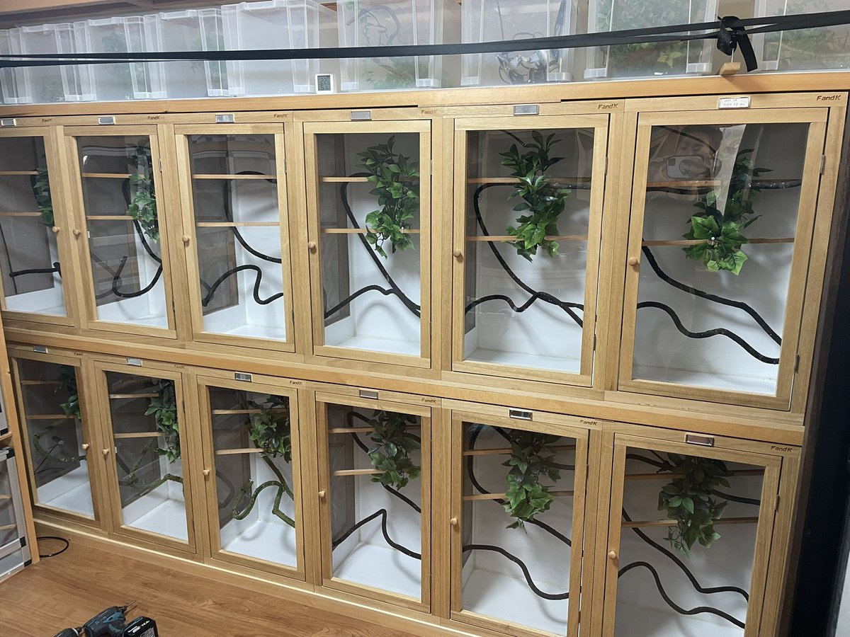 FandK 爬虫類木製ケージ (@mokusei_keiji_2) / Posts / X