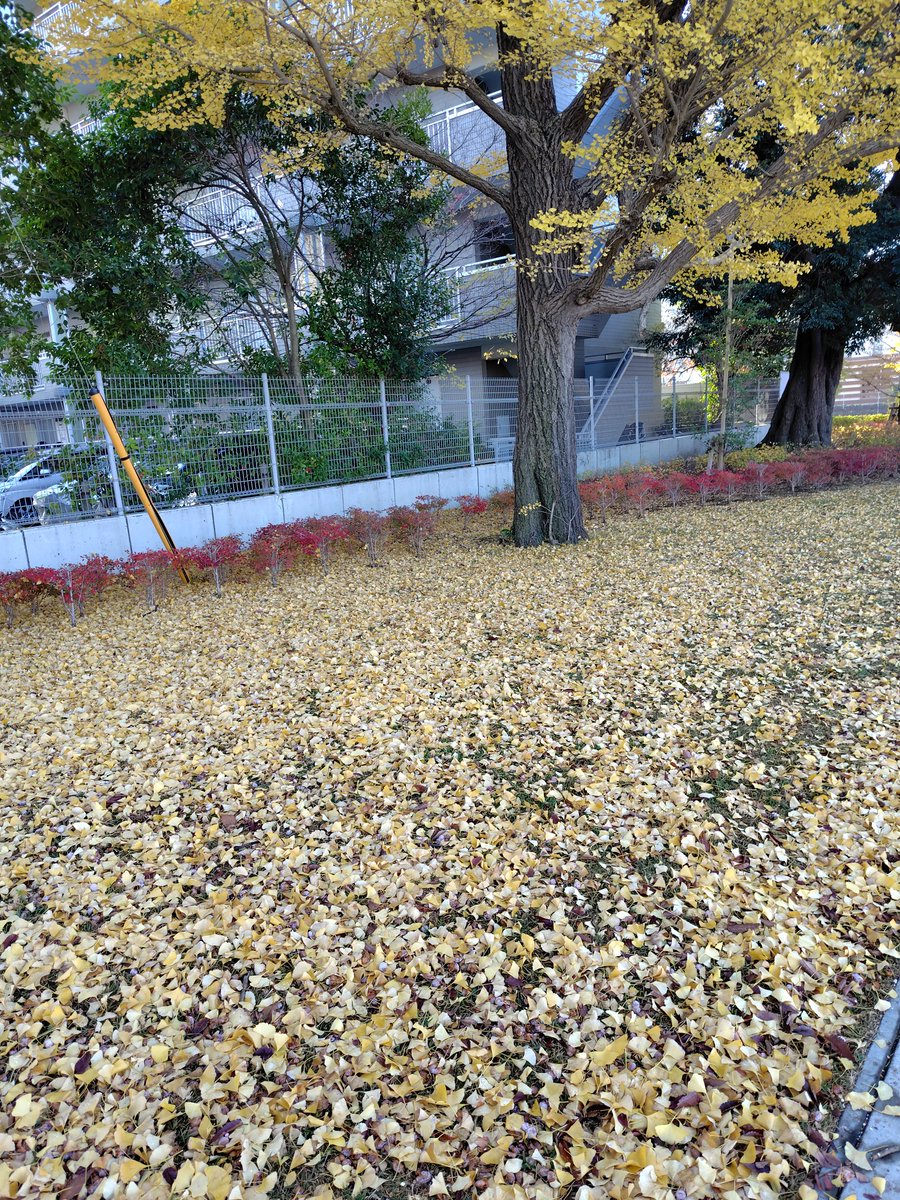 CLIP__CUT's tweet image. おはようございます☀

毎年おもうのですが
おちた葉っぱって
1枚残らずなくなりますが
土にかえるのですかね...

本日も
ご都合がよろしければ
ご来店おまちしています✂️

＃武蔵小山 ＃品川区 ＃目黒区 ＃理容美容 ＃カット #西小山