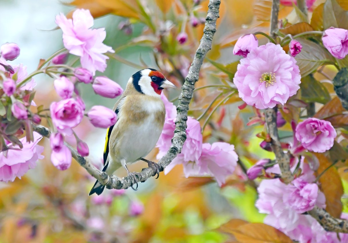 If you see this 'Goldfinch in cherry blossom' photo, please leave a comment! 🙏😀♥️
 Do you prefer close-up bird photos, or more distant ones showing the bird in their environment? 😊🐦