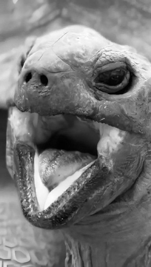 updatecharts's tweet image. Morre aos 141 anos a tartaruga Gramma, que atravessou marcos como as duas guerras mundiais, a Grande Depressão, a chegada do homem à Lua, a queda do Muro de Berlim, o surgimento da internet, o nascimento de Taylor Swift, as reeleições de Lula e até a pandemia de COVID-19.